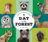 Day in Forest Alexandra Claire