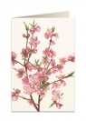 Karnet B6 + koperta 5543 Kwiat brzoskwini