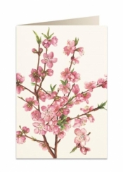 Karnet B6 + koperta 5543 Kwiat brzoskwini