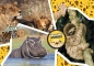 Puzzle National Geographic Kids 104: Wildlife Adventure (27143)