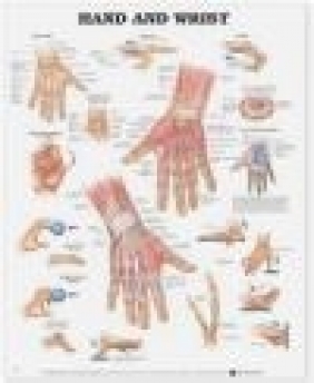 Hand and Wrist Anatomical Chart