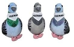 Gołąb 
