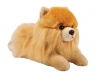  Pies Pomeranian
