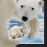 Pocztówka 3D Niedźwiedź polarny z młodym