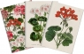 Stone 501 Zestaw 3 notatników A6 - pelargonia