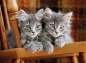 Clementoni, Puzzle High Quality Collection 500: Koty (30545)