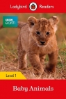 BBC Earth: Baby Animals Ladybird Readers Level 1 Ladybird
