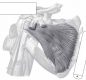 Anatomia układu ruchu. Przewodnik do ćwiczeń - Zofia Ignasiak, Jarosław Domaradzki