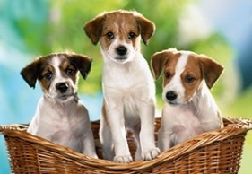 PUZZLE PUPPIES IN THE BASKET 60 ELEMENTOW CASTOR