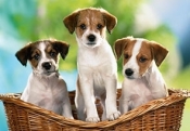 PUZZLE PUPPIES IN THE BASKET 60 ELEMENTOW CASTOR