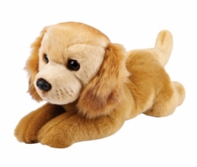 Pies golden retriever