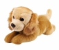 Pies golden retriever