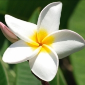 Karnet Kwiat Plumeria 16x16 + koperta