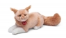 <img src='https://webimage.pl/pics/465/0/d8006529210465.jpg' width='400' height='230'> Kot rasy Maine Coon