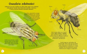 Ile kropek ma biedronka? Wiem wszystko o owadach - Polly Cheeseman