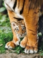 Clementoni, Puzzle High Quality Collection 500: Bengal Tiger Cub (35046)