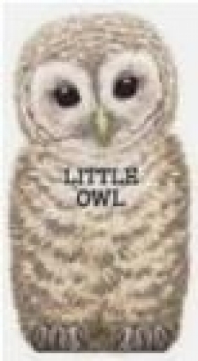 Little Owl L. Rigo