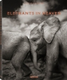 Elephants in Heaven Schmeisser Joachim