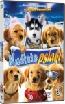 Kudłate psiaki DVD