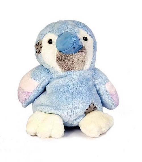 Papuga niebieski nosek (G73W0056)