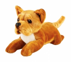 Pies Staffordshire Bull Terrier