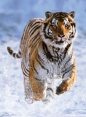 Ravensburger, Puzzle 500: Tygrys w śniegu (12000148)