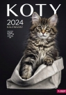 Kalendarz 2024 ścienny A3 - Koty