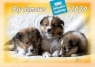 Kalendarz 2020 Rodzinny Psy domowe WL8