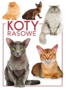 Koty rasowe