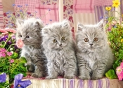 Puzzle 260: Three Grey Kittens