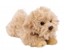 Pies Labradoodle