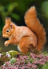 PUZZLE SQUIRREL 120 ELEMENTÓW CASTOR</h1>