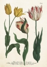  Karnet ST449 B6 + koperta Tulipany