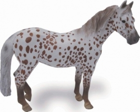 Klacz British Spotted Pony maści kasztan Leopard XL