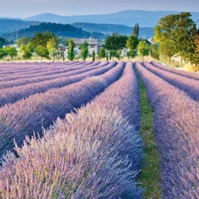 Serwetka LAVENDER PATCH