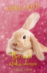 Animal Magic Bernard szuka domu