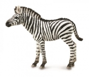 Zebra źrebię (88850)