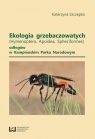 Ekologia grzebaczowatych (Hymenoptera, Apoidea, Spheciformes) odłogów w Szczepko Katarzyna