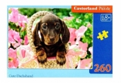 Puzzle 260: Cute Dachshund