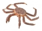 Krab królewski (88851)