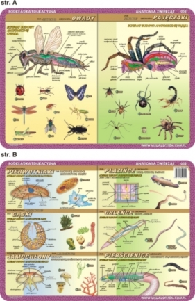 Podkładka edukacyjna. Owady, pajęczaki, pierwotniaki, płaziń
