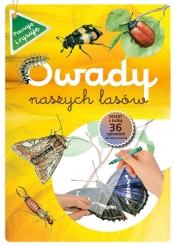 Owady naszych lasów zeszyt w kalką - Katarzyna Kopiec-Sekieta