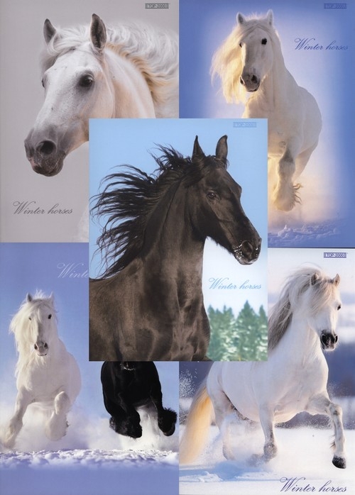 Zeszyt A5 Top-2000 w kratkę 60 kartek Winter Horses mix