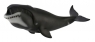Wieloryb grenlandzki XL