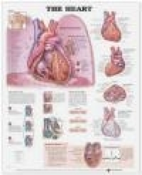 The Heart Anatomical Chart Anatomical Chart Company