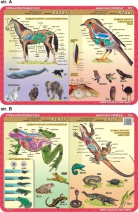 Podkładka edukacyjna. Płazy, gady, ssaki, ptaki