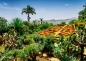 Ravensburger, Puzzle 1000: Ogród Botaniczny Madera, Portugalia (12000853)