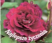 Najlepsze życzenia. Perełka 200 - Opracowanie zbiorowe