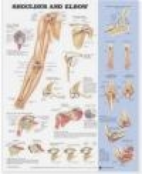 Shoulder and Elbow Anatomical Chart Anatomical Chart Company