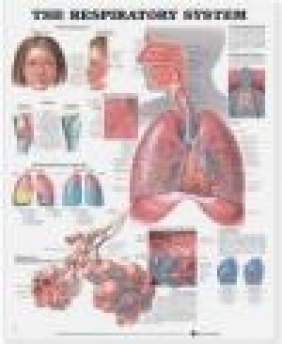 The Respiratory System Anatomical Chart Anatomical Chart Company